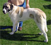 Click here for more detailed Anatolian Shepherd breed information and available puppies, studs dogs, clubs and forums